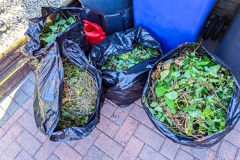 What Should Homeowners Know About Seasonal Yard Waste Disposal?